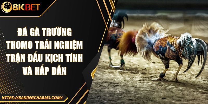 Đá Gà Trường Thomo Trải Nghiệm Trận Đấu Kịch Tính Và Hấp Dẫn